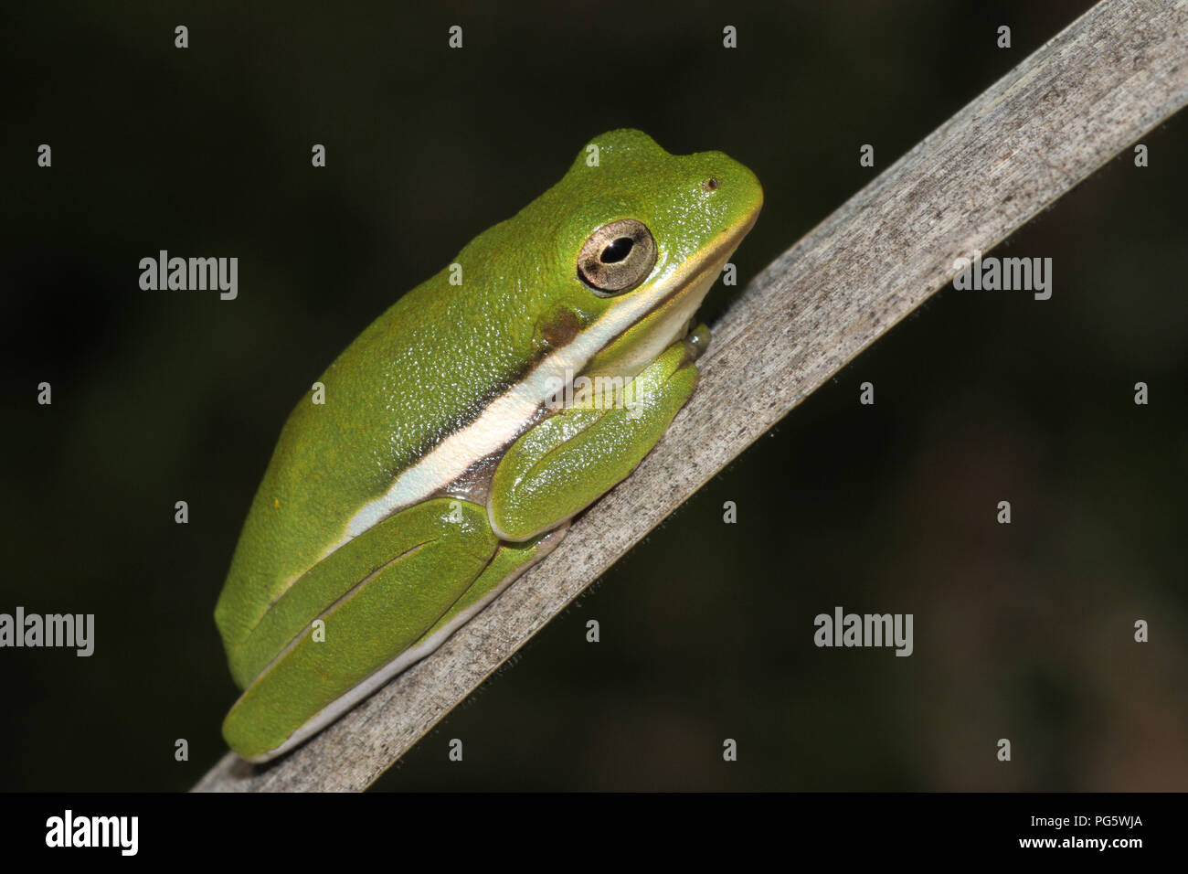 Un Americano ranocchio verde in appoggio su un punto morto tifa foglia. Foto Stock