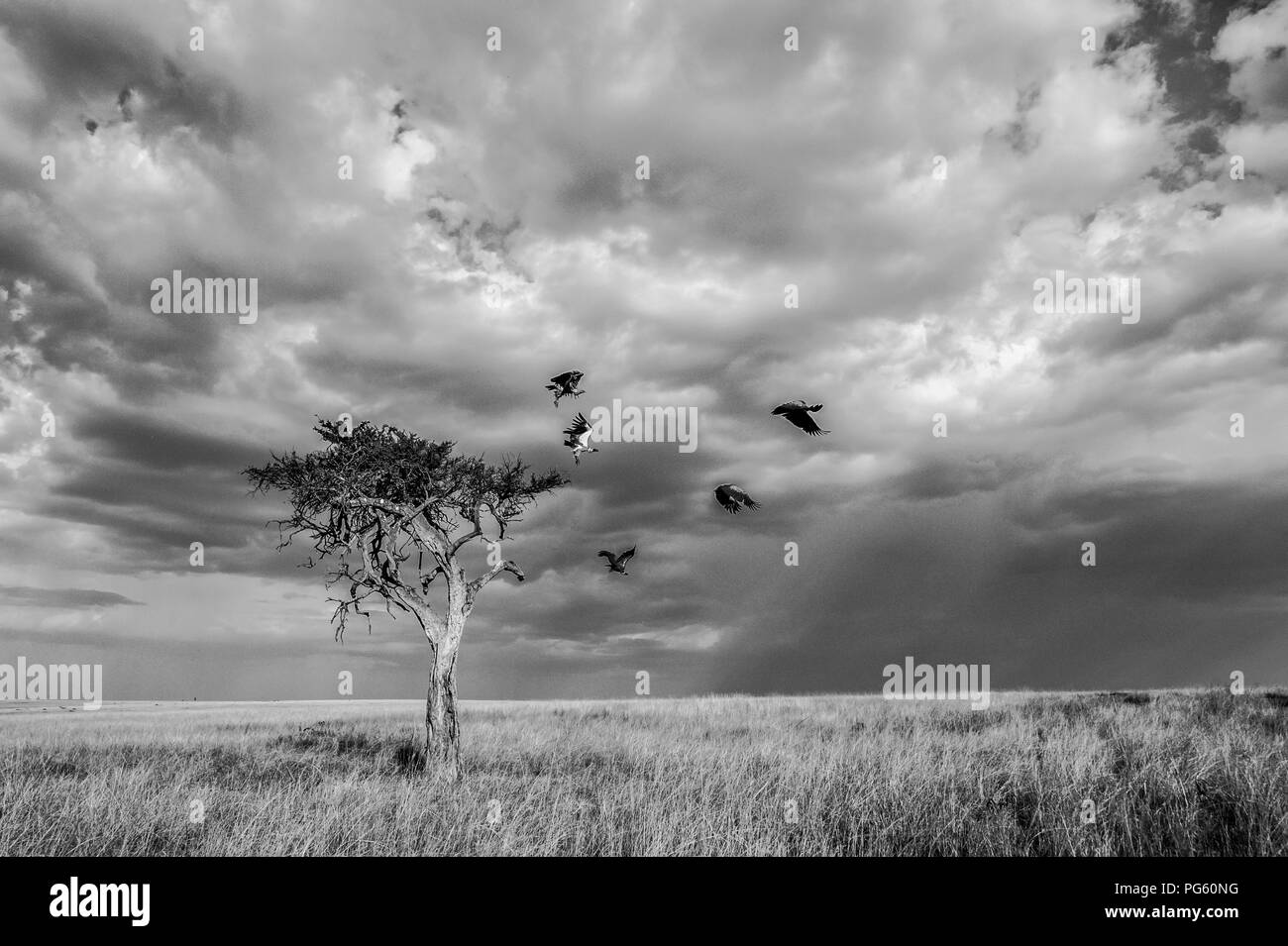 Un comitato degli avvoltoi in una solitaria acacia, Masai Mara, Kenya Foto Stock