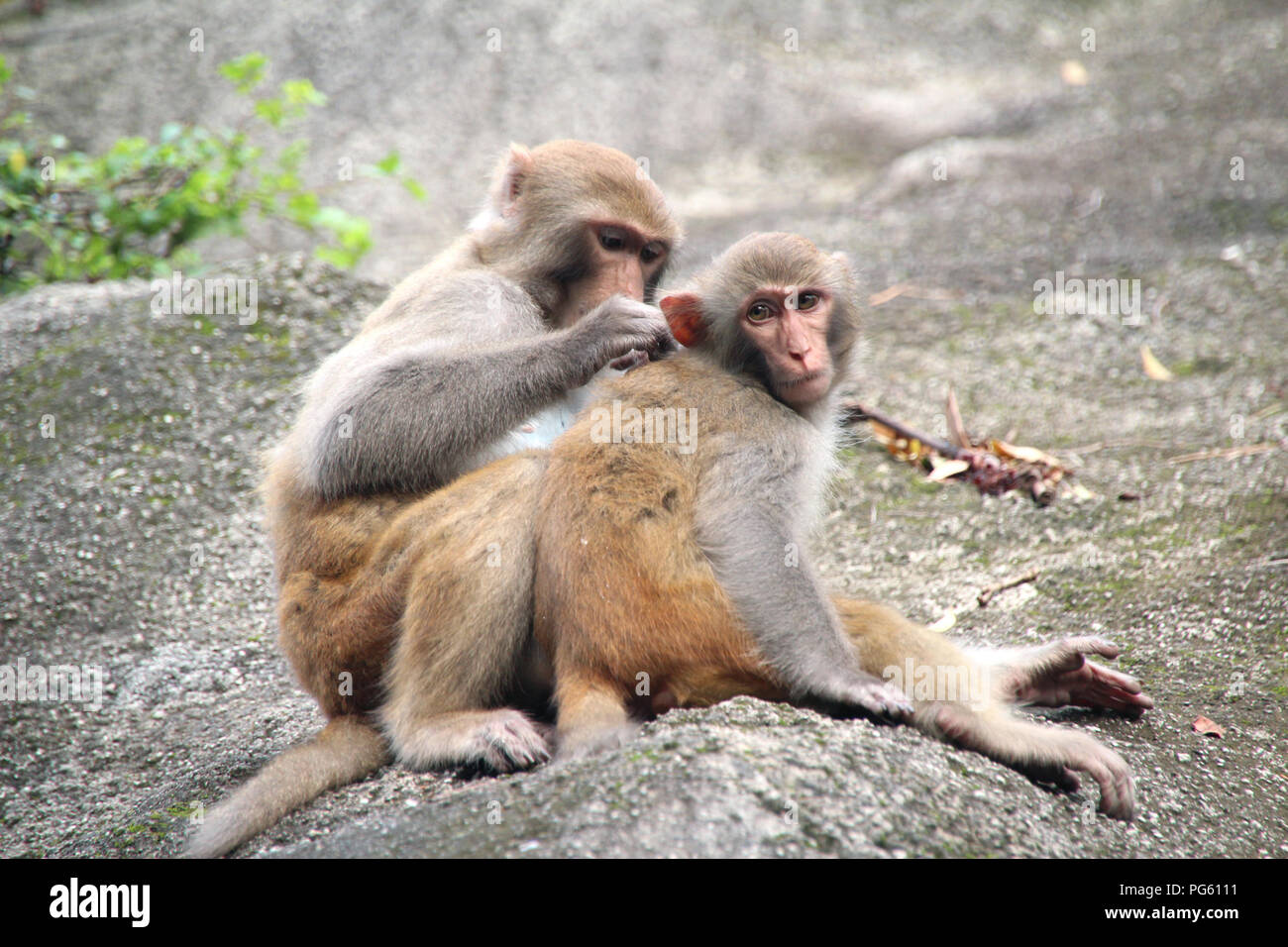 Due scimmie sono seduti sul pendio di calcestruzzo in Hong Kong Kam Shan Country Park, trovando le pulci e zecche per ogni altro, aiutando le mani con amore e cura Foto Stock