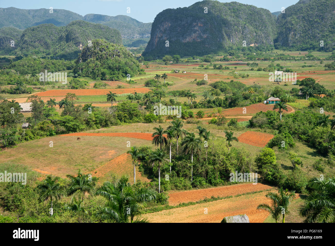 Verde e lussureggiante calcare Mogotes dominano la coltivazione del tabacco il paesaggio della Valle de Vinales nella parte occidentale di Cuba Foto Stock