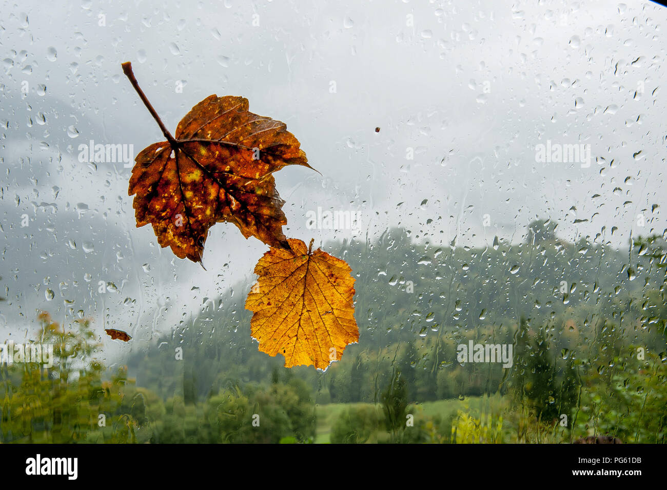 Foglie colorate con gocce d'acqua su vetro Foto Stock