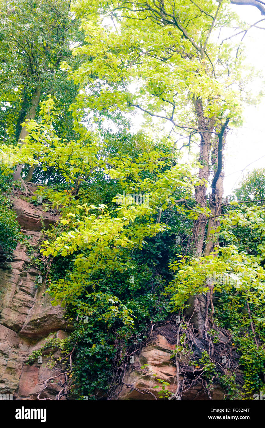 Alberi e cespugli che crescono delle rocce in una fossa Cava in Jesmond Dene, Newcastle, England, Regno Unito Foto Stock