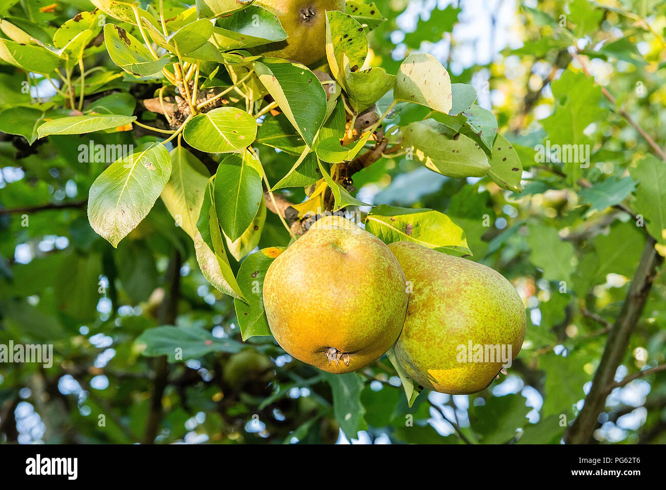 Pera sull'albero nel frutteto Foto Stock