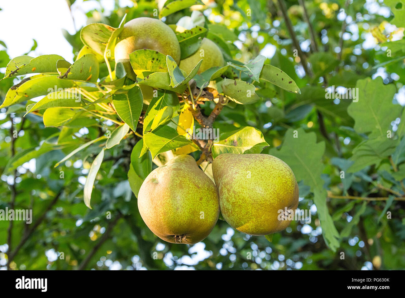 Pera sull'albero nel frutteto Foto Stock