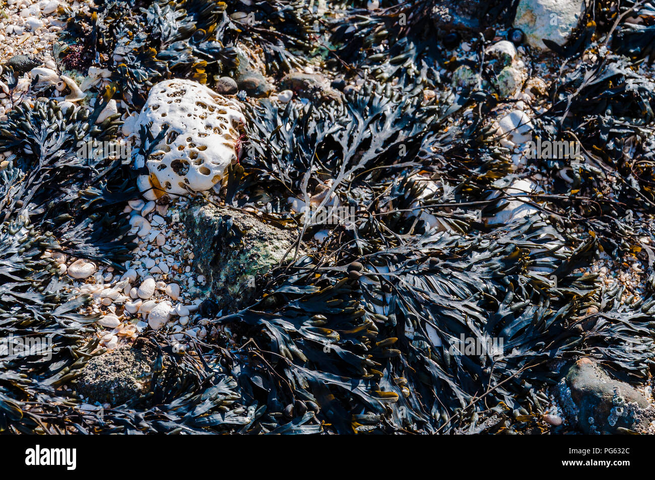 Chalk rock con fori e mare kelp sulla spiaggia a Margate, England, Regno Unito Foto Stock