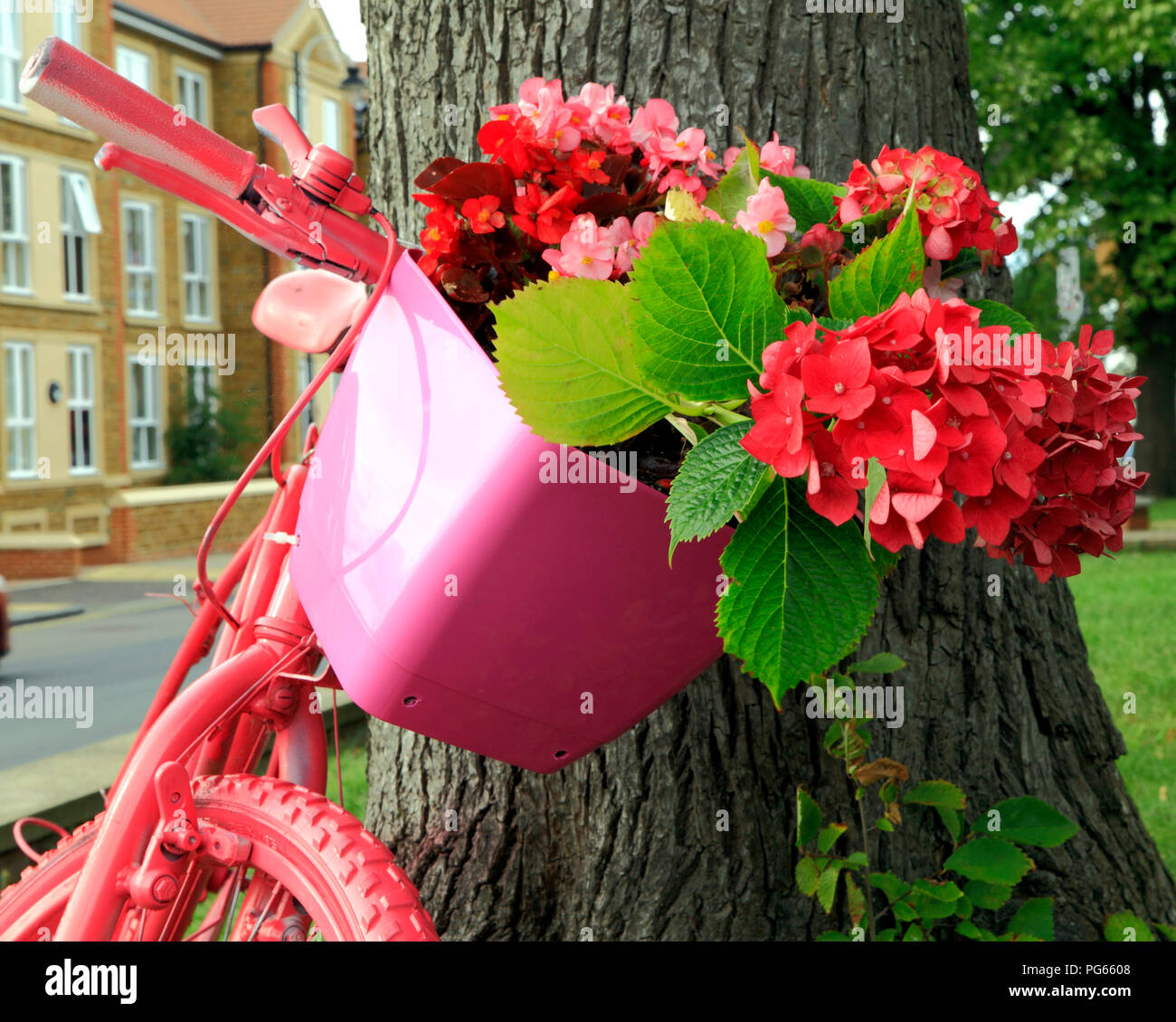 Hunstanton in Bloom, insolito contenitore per piante, dipinto di rosa bicicletta, rosso, rosa ortensie, fiori Foto Stock