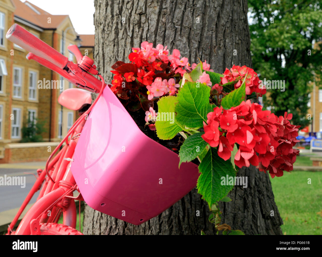 Hunstanton in Bloom, insolito contenitore per piante, dipinto di rosa bicicletta, rosso, rosa ortensie, fiori Foto Stock