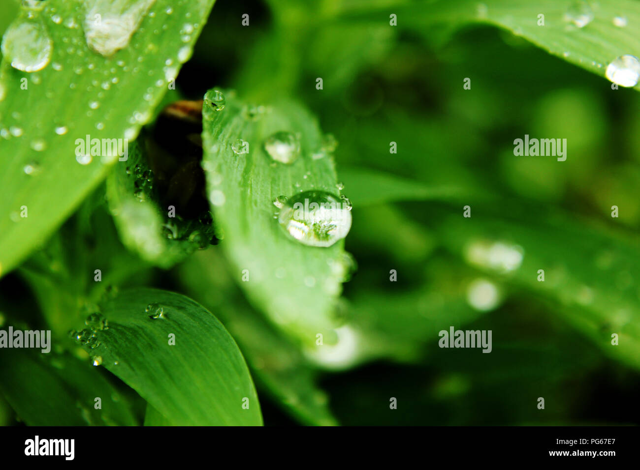 Acqua goccia leafs Foto Stock