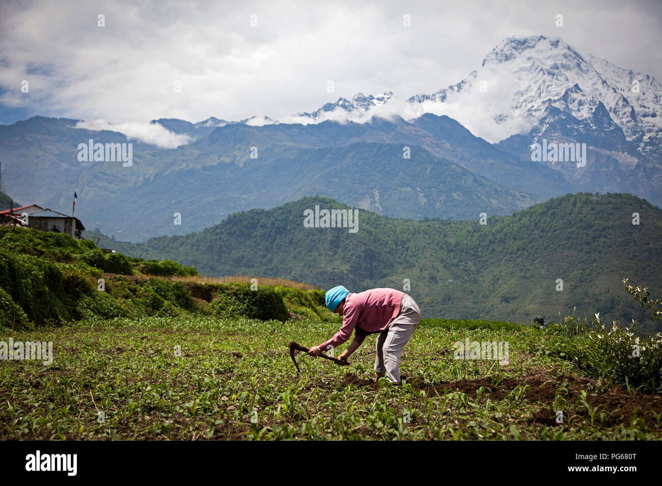 Agricoltore la raccolta nel suo campo di mais con gamma Annapurnas a sfondo. Ghandruk. Annapurna trek. Il Nepal Foto Stock