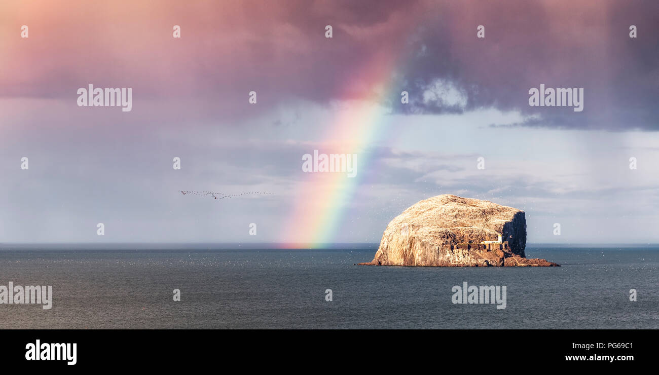 Regno Unito, Scozia, East Lothian, North Berwick, Firth of Forth, vista di Bass Rock (famosa in tutto il mondo Gannet Colonia) con sule (Sulidae) e di oche (Anatidi) Foto Stock