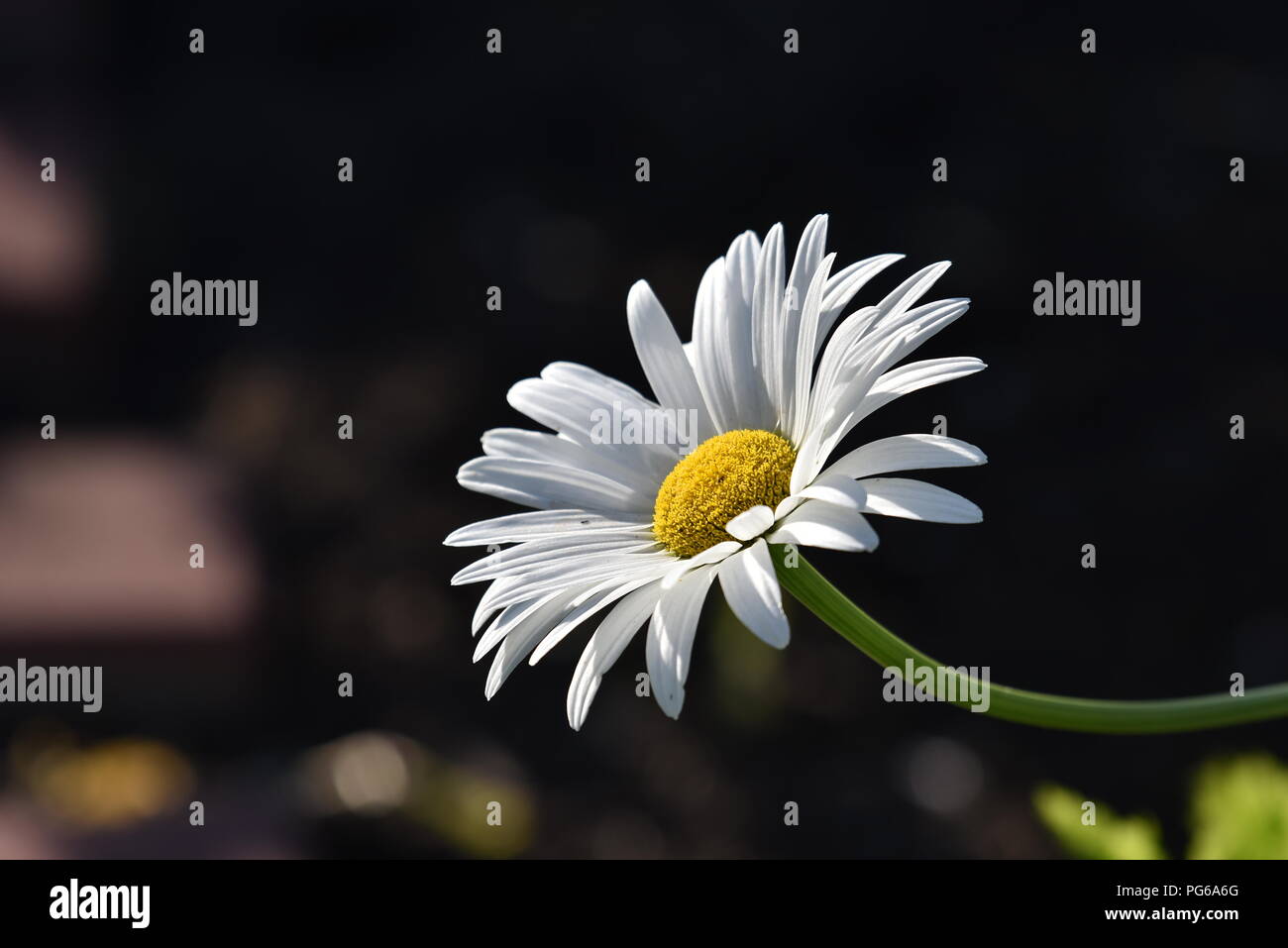 Bellis perennis. Una politica europea comune in materia di specie di Daisy. Un impianto europeo della famiglia a margherita, con bianco e fiori di colore giallo Foto Stock