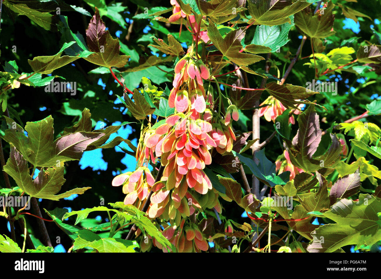 Albero di acero capsule di seme Foto Stock