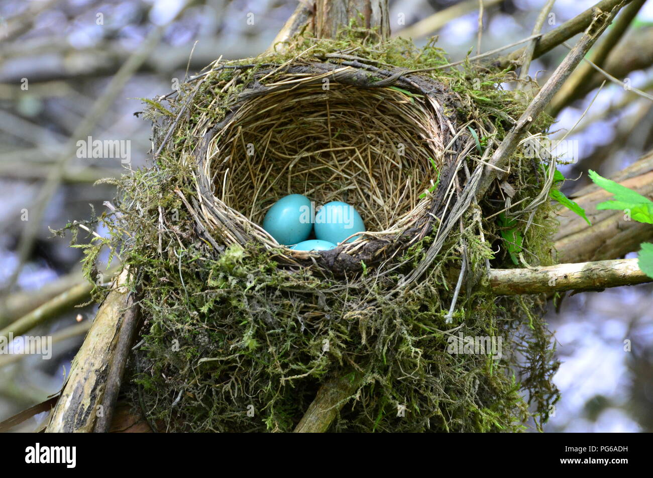 Il nido di Robin con le uova Foto Stock