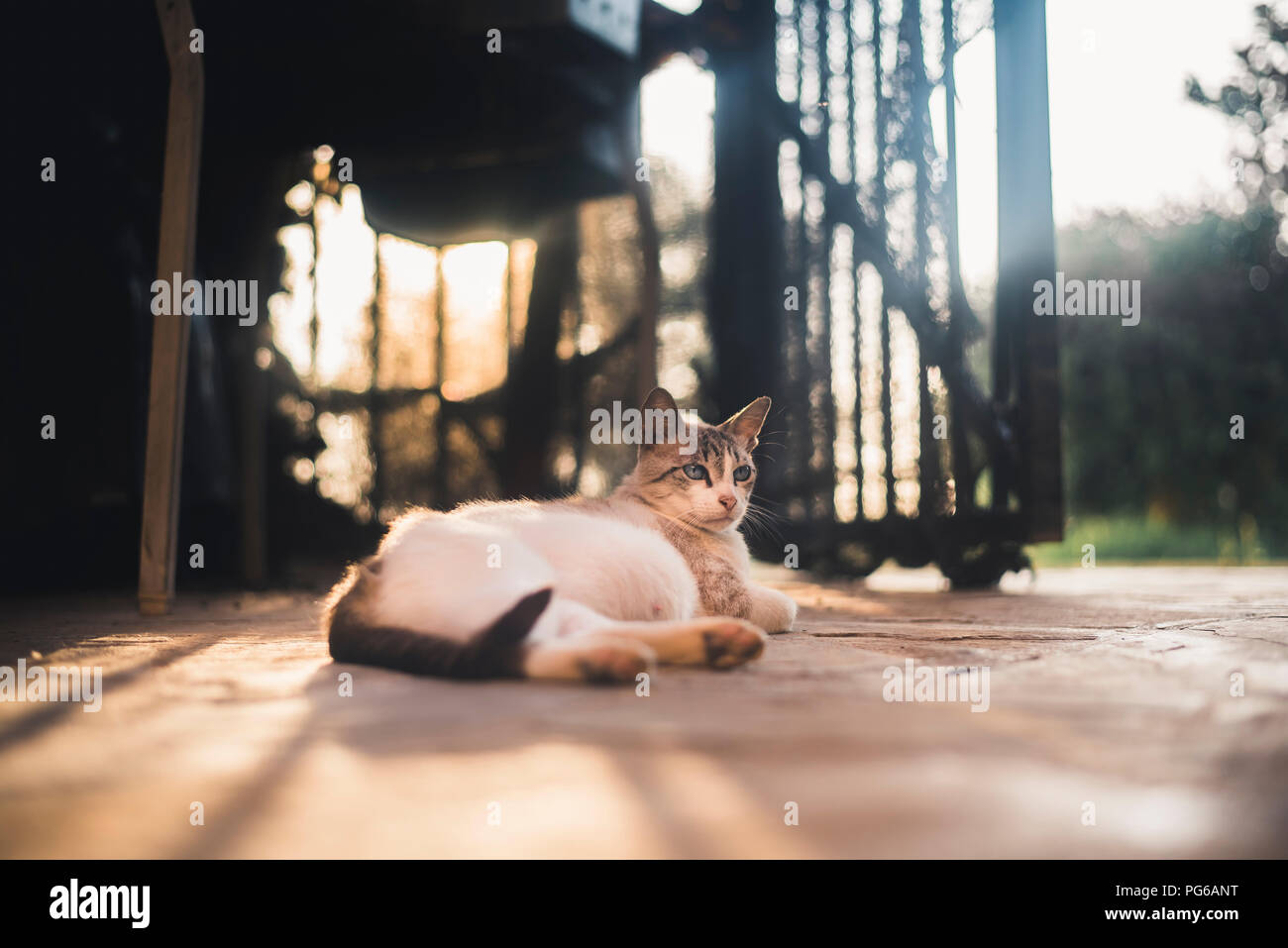 Gravidanza cat in appoggio sul terreno Foto Stock