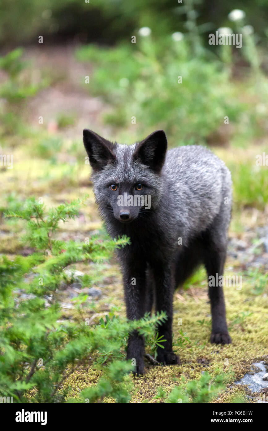 Nero e argento con Fox occhi arancio in piedi nella foresta e fissando Foto Stock
