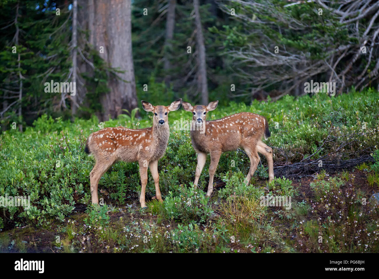 Due letti black Tailed Deer Fawn in posa come immagine speculare Foto Stock