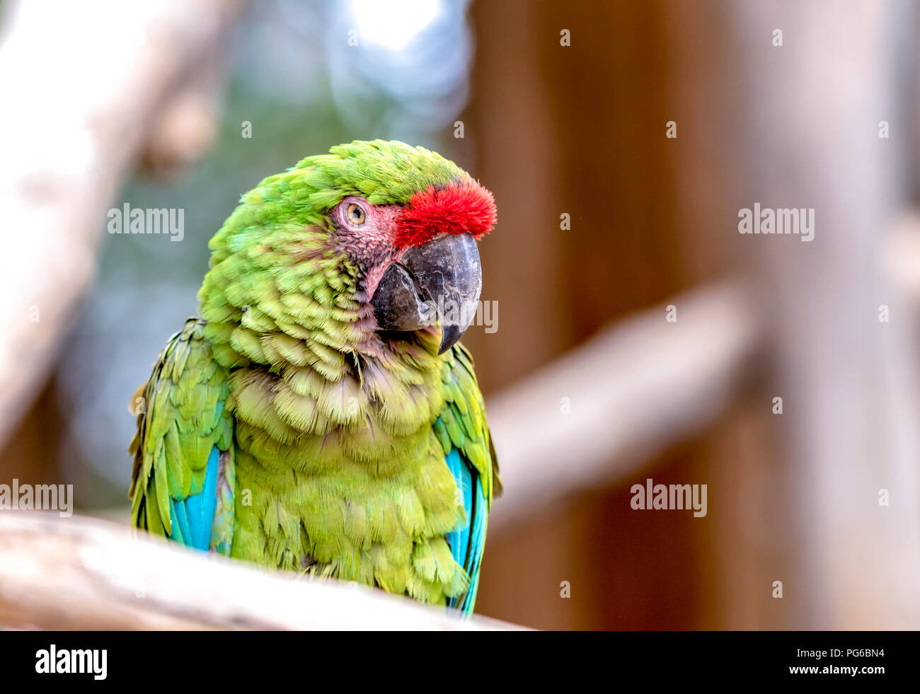 Immagine ravvicinata di un pappagallo Foto Stock