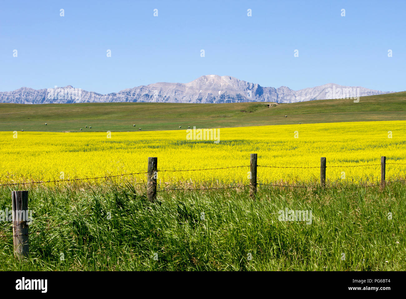 Il giallo dei fiori di canola in fiore nei pressi di Lundbreck sul sentiero del Cowboy con le Montagne Rocciose Canadesi in sfondi in Alberta, Canada. Foto Stock