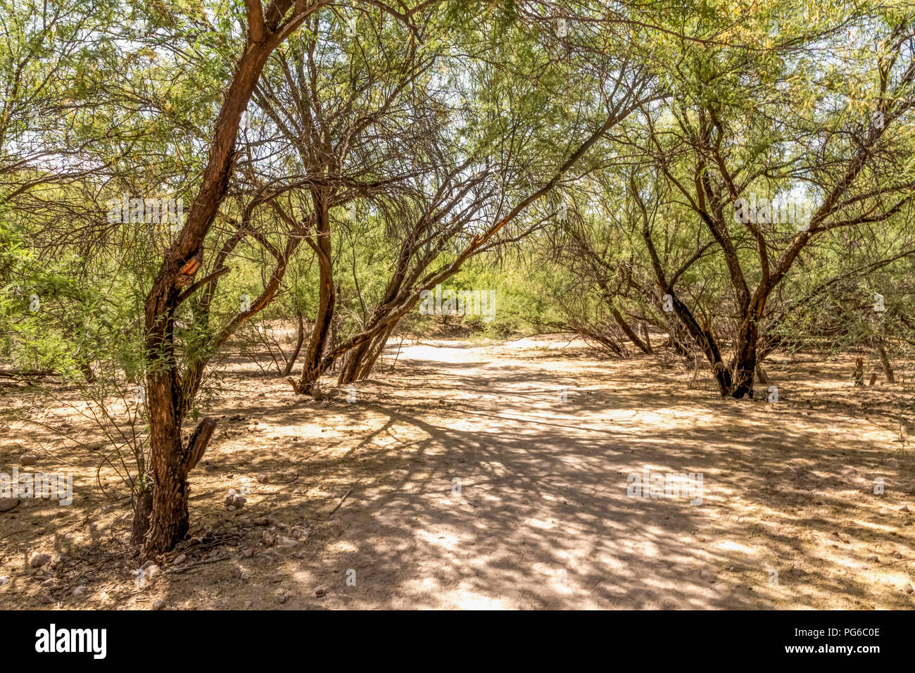Alberi vicino al lago del Saguaro nel Tonto National Forest, Arizona Foto Stock