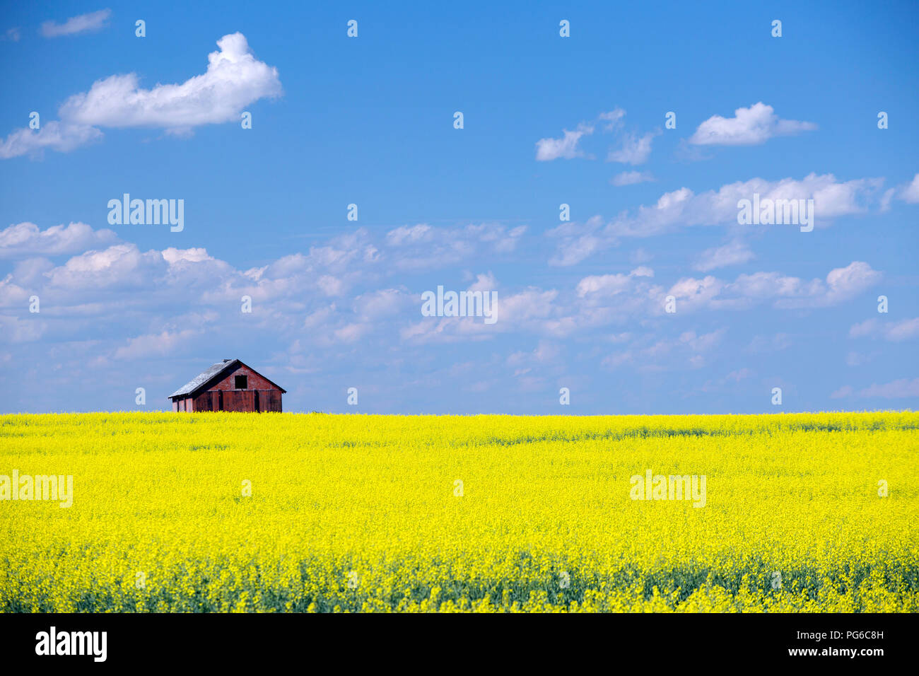 Un granaio rosso in un giallo feild di canola in fiore con cielo blu e nuvole soffici nelle praterie canadesi in Alberta, Canada. Foto Stock