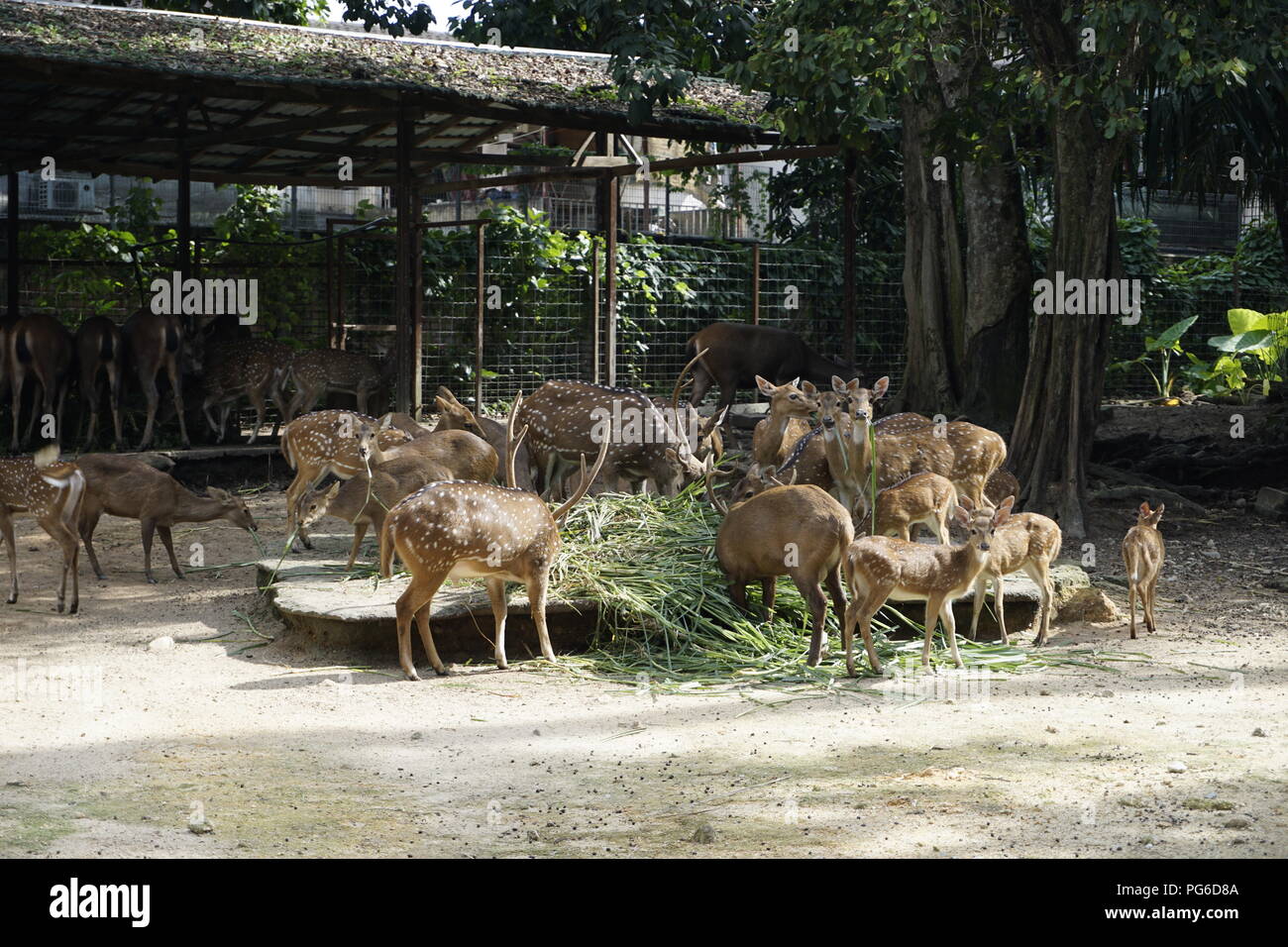 Avvistato cervi allo zoo. Cheetal. Asse di cervo. Foto Stock