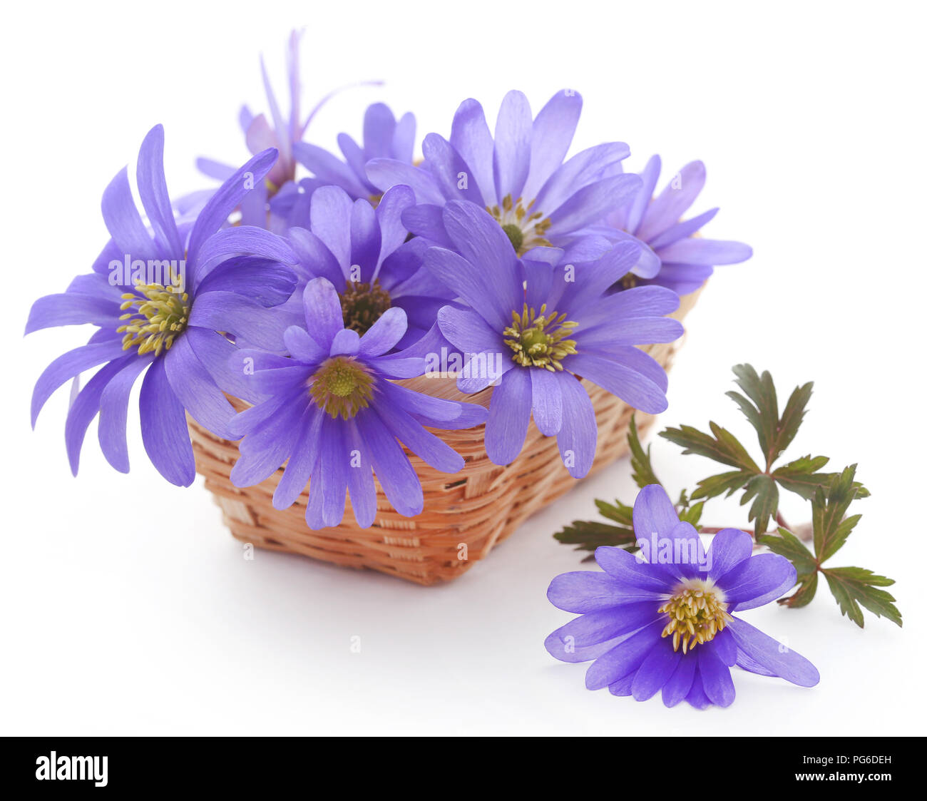 Anemone blanda sfumature di blu o Grecian Windflowers su bianco Foto Stock