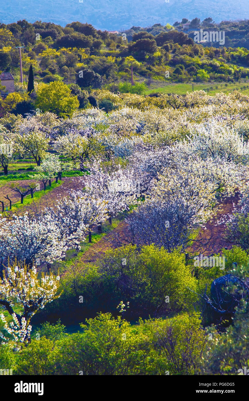 Blossom in Provenza vicino a Bonnieux Foto Stock