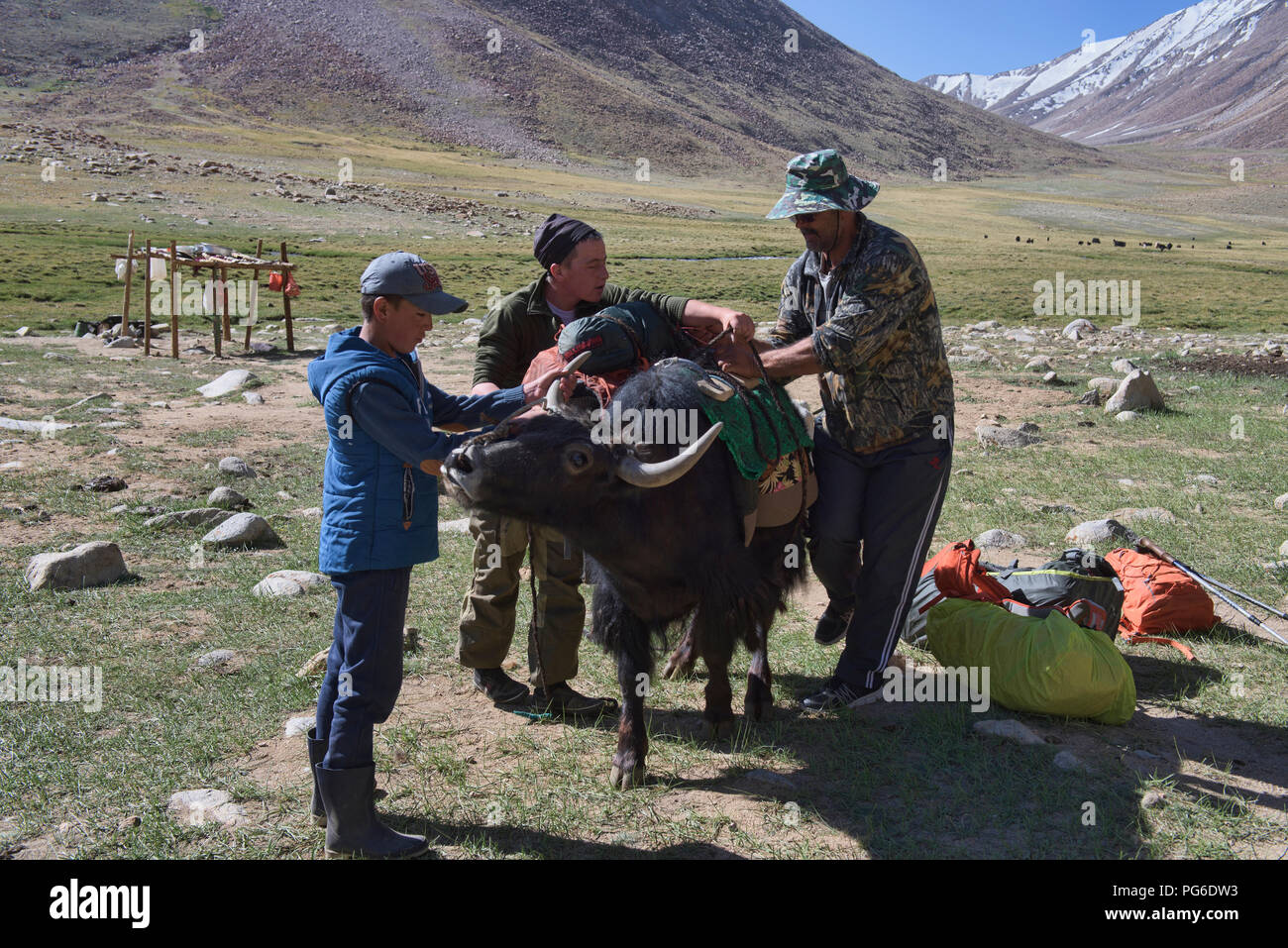 Preparazione per il trekking di yak al Lago Zorkul, Tagikistan Foto Stock