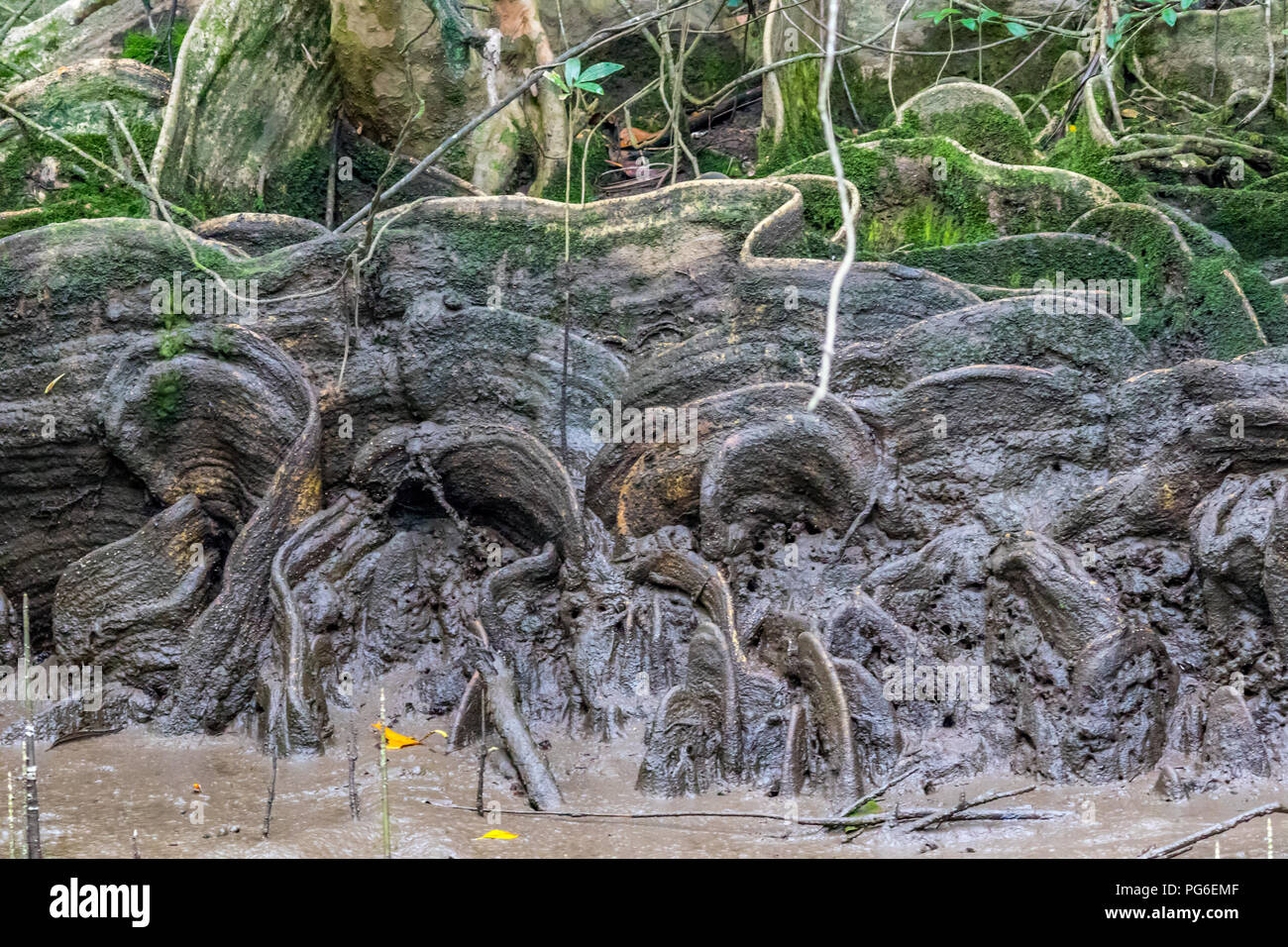 Radice di contrafforte di Blackbean sul fiume Daintree Foto Stock