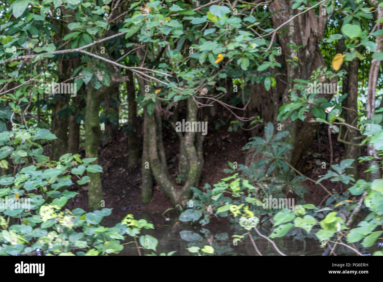 Gli uccelli nidificano nell'albero nella foresta pluviale tropicale Foto Stock