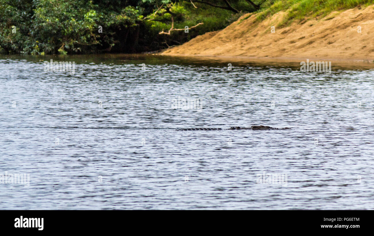 Coccodrillo nel fiume australiano Foto Stock