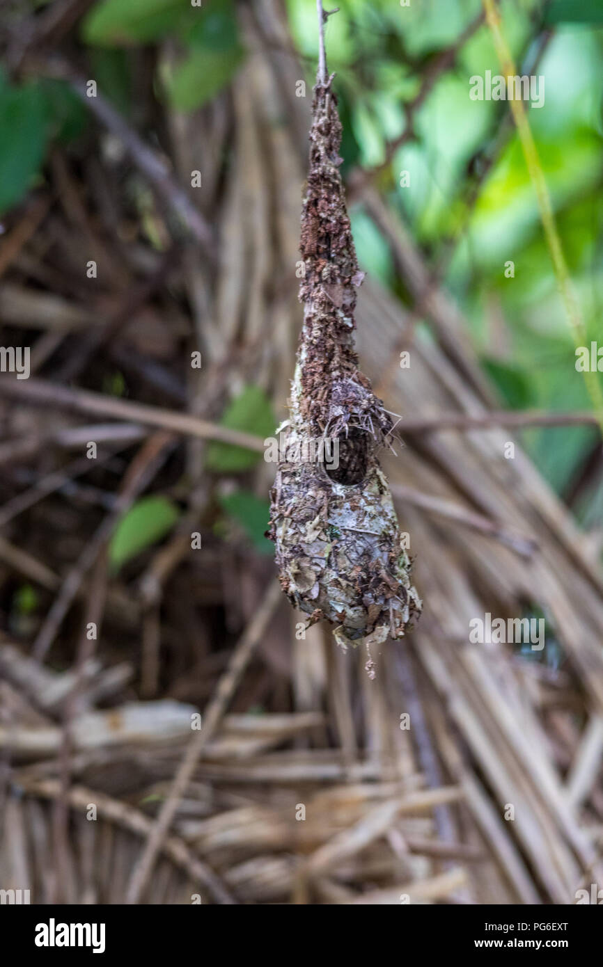 Nido di Sunbird appeso all'albero nella foresta pluviale Foto Stock