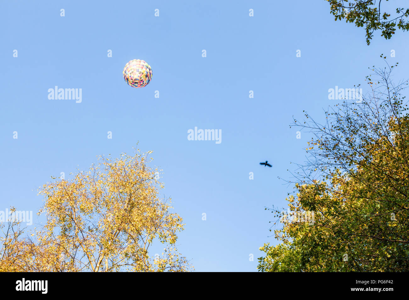 Volo in mongolfiera. In mongolfiera ad aria calda e un uccello contro un cielo blu sopra gli alberi del bosco in autunno, Derbyshire, England, Regno Unito Foto Stock