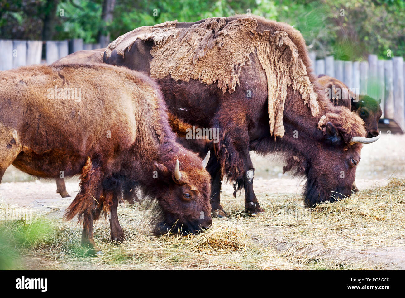 Zubr evropský (Bison bonasus), Zoologická zahrada, Troja, Praha, Česká republika / bisonte europeo denominato wisent, giardino zoologico, Troja distretto, Pr Foto Stock