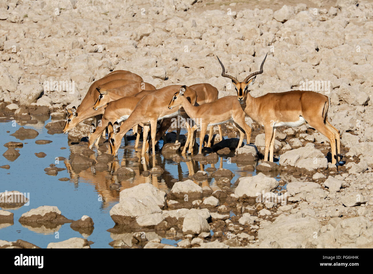 Impala antilopi (Aepyceros melampus) a Waterhole, il Parco Nazionale di Etosha, Namibia Foto Stock