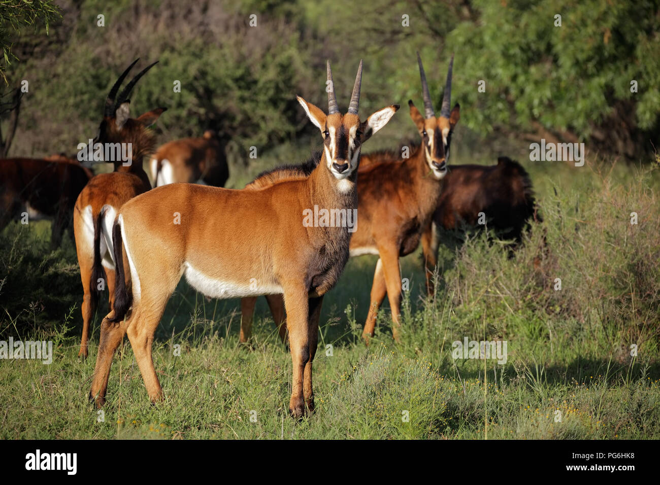 Un gruppo familiare di sable antilopi (Hippotragus niger) in habitat naturale, Sud Africa Foto Stock