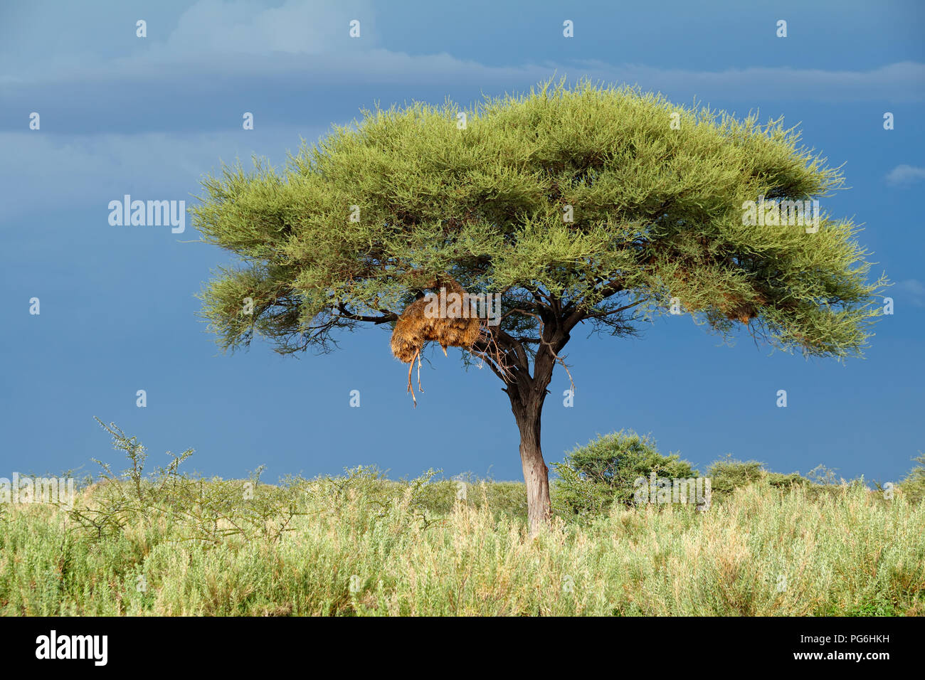 Paesaggio con un albero contro un cielo scuro di un avvicinamento tempesta, il Parco Nazionale di Etosha, Namibia Foto Stock