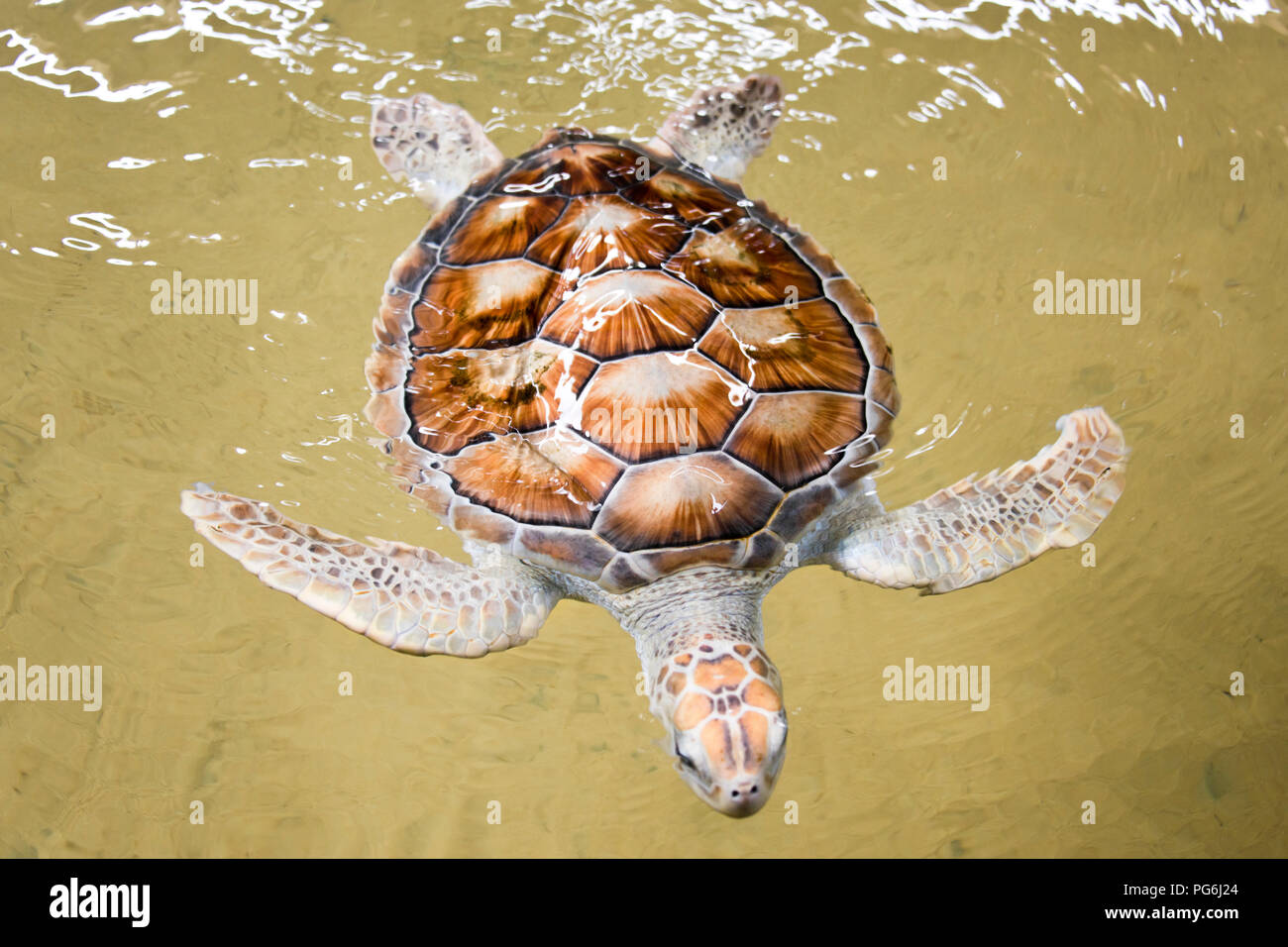 Chiudere orizzontale fino ad un raro albino tartaruga verde in Sri Lanka. Foto Stock