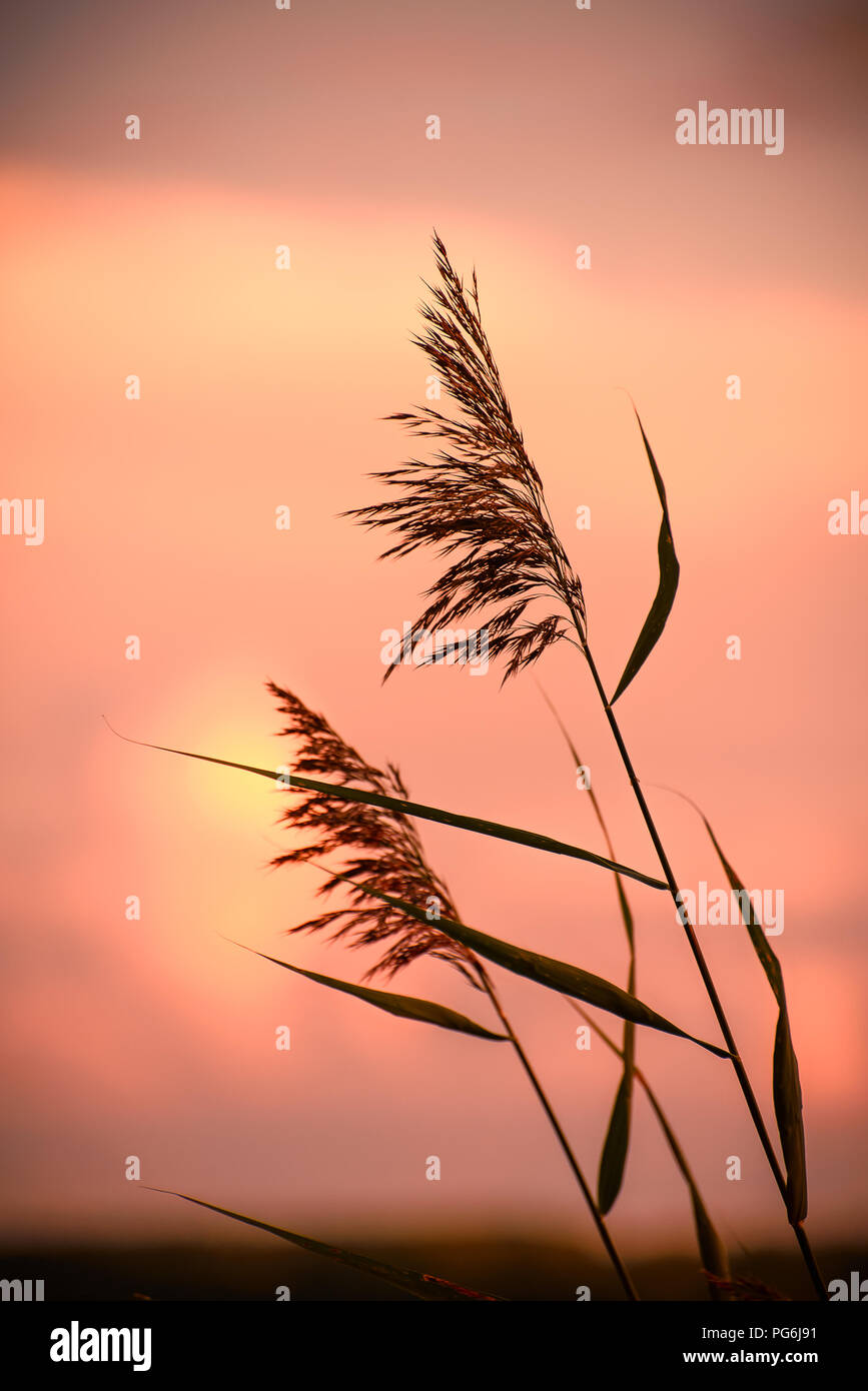 Gambo di erba in rosa e rosso pastello acquerello toni morbidi close-up con sunrise. La splendida natura dello sfondo. Foto Stock