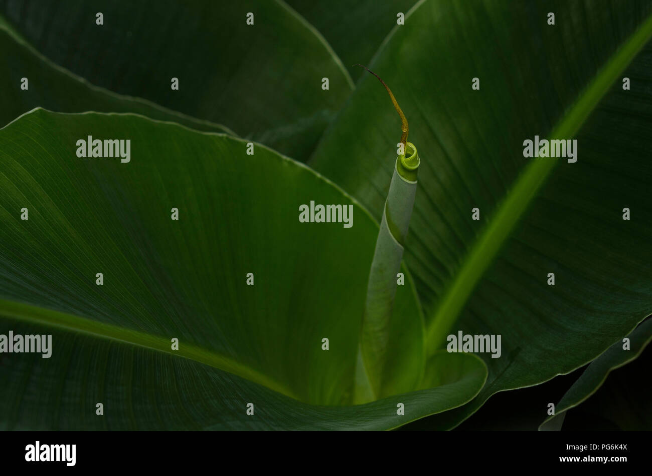 Piante di banana verde foglia macro close up Foto Stock