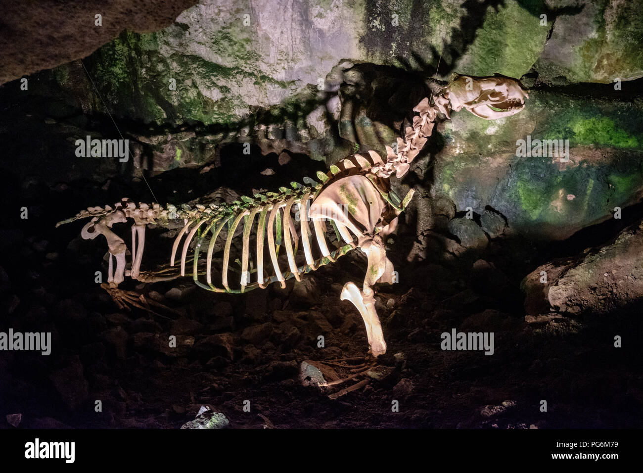 Lo scheletro del leone di mare a Sea Lion le grotte di Cape Perpetua, Oregon, Stati Uniti d'America Foto Stock