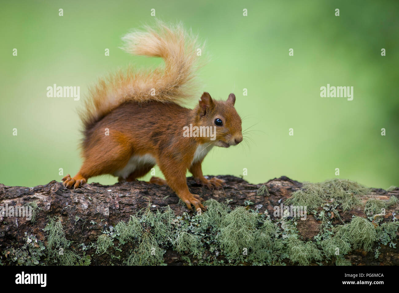 Ritratto di Eurasian scoiattolo rosso sul tronco di albero Foto Stock