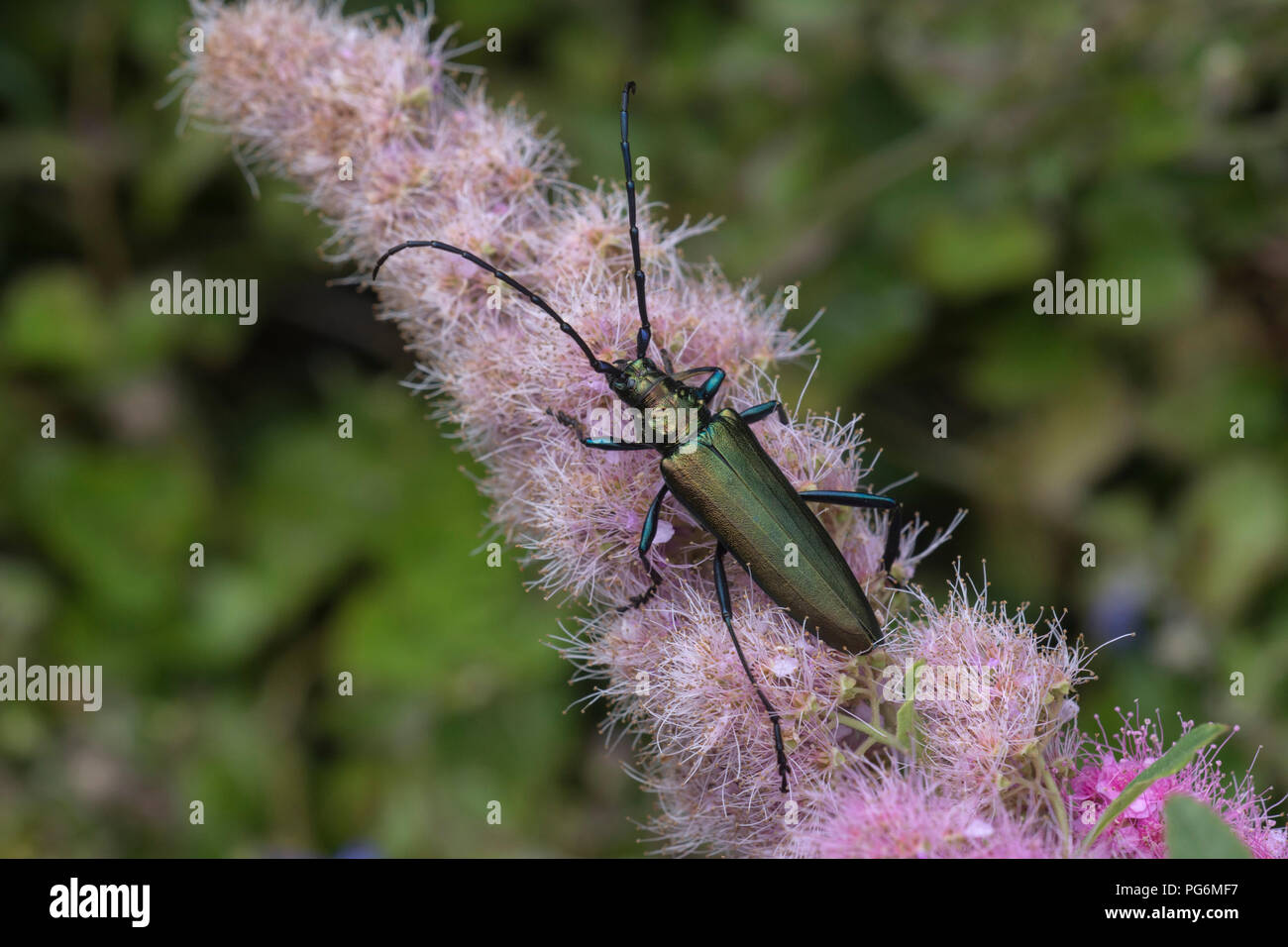 Il muschio beetle (Aromia moschata) sul fiore di willow-lasciava spirea arbusto(Spiraea salicifolia), Baden-Württemberg, Germania Foto Stock