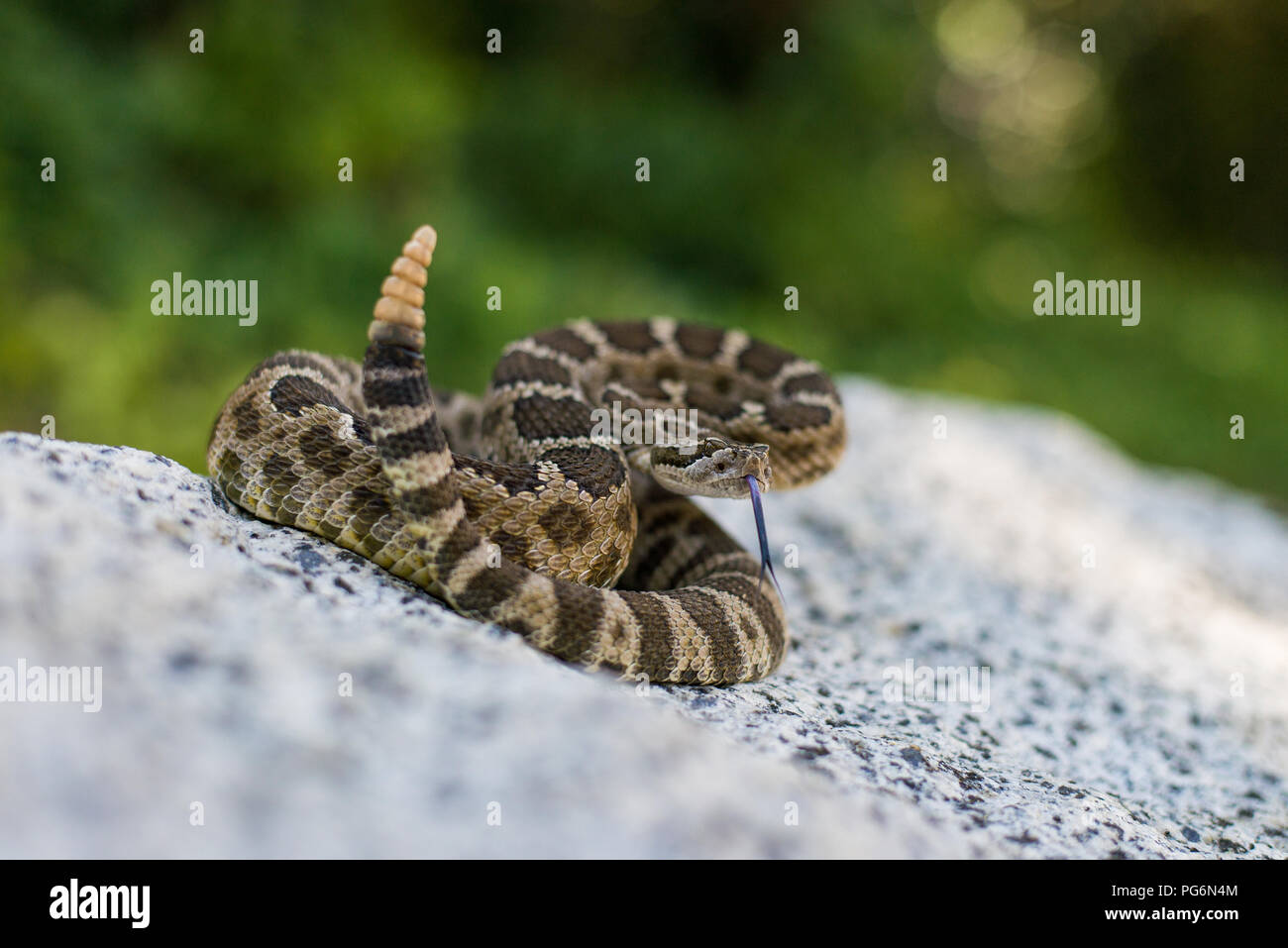 Pacifico settentrionale Rattlesnake fotografato vicino al fiume americano nel centro-nord della California in un pomeriggio d'estate. Foto Stock