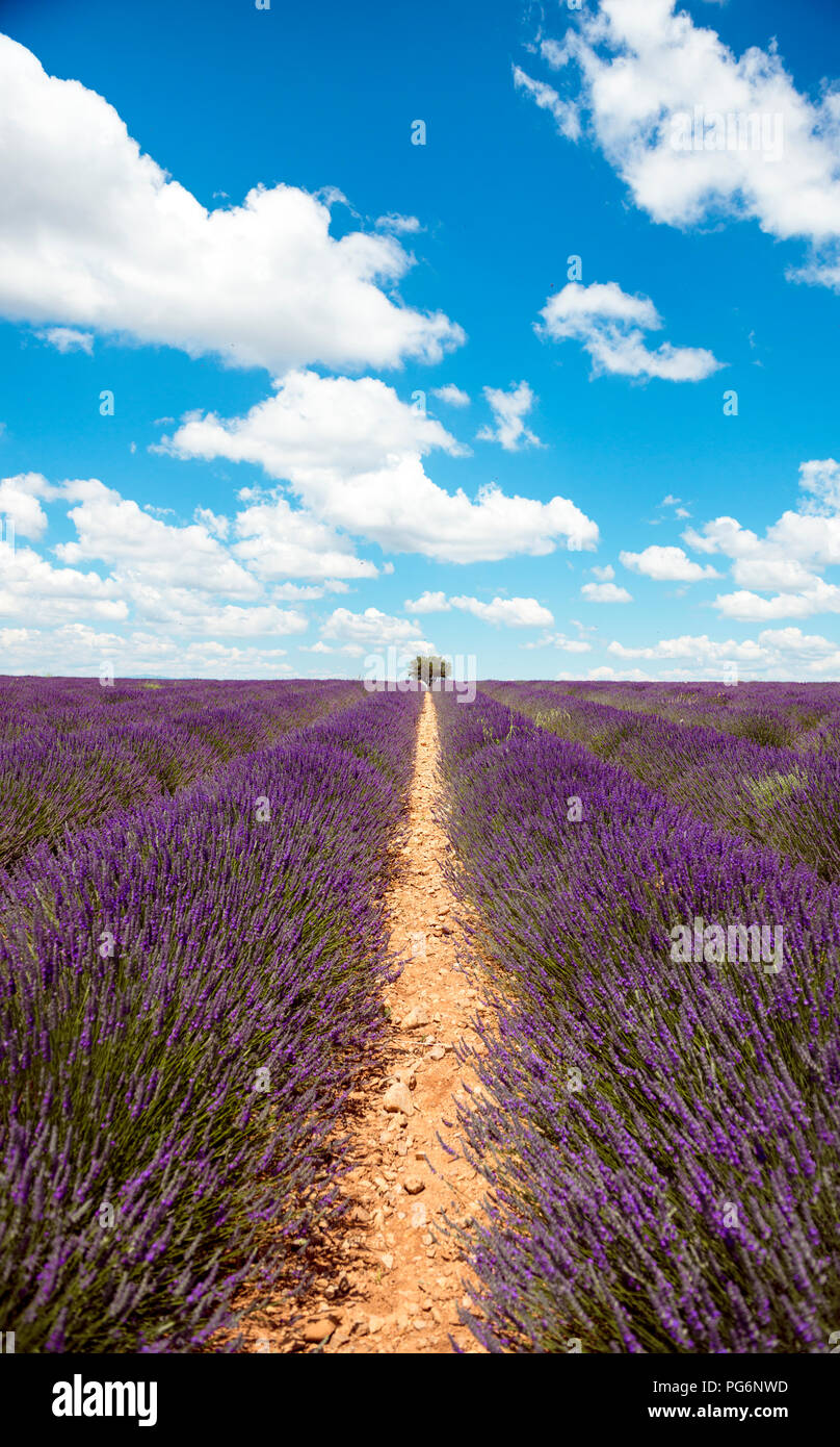 Francia, Provenza, altopiano di Valensole, viola infiniti campi di lavanda in fiore in estate Foto Stock