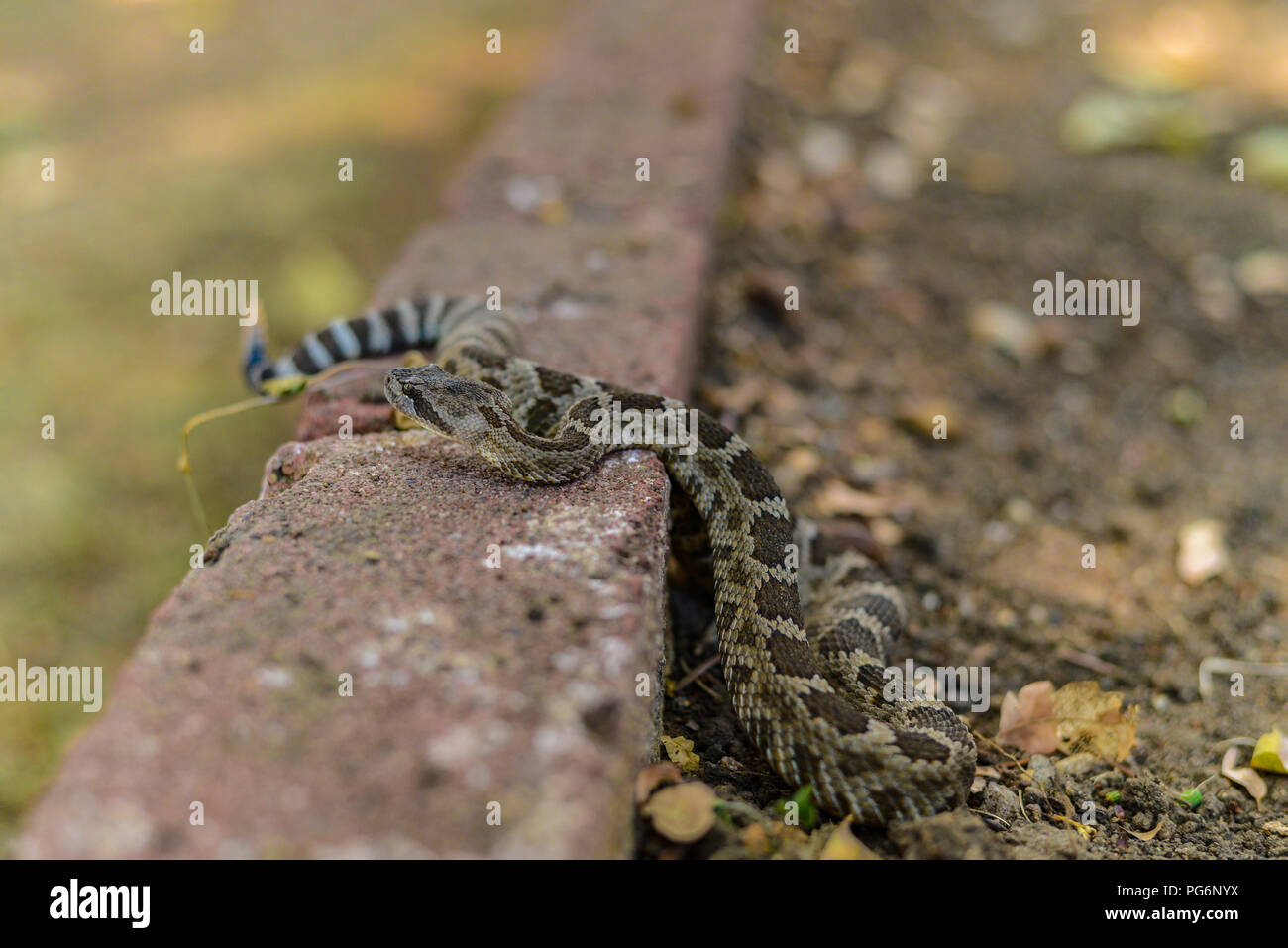 Una piccola luce colorata Pacifico settentrionale Rattlesnake fotografato nel centro-nord della California. Foto Stock