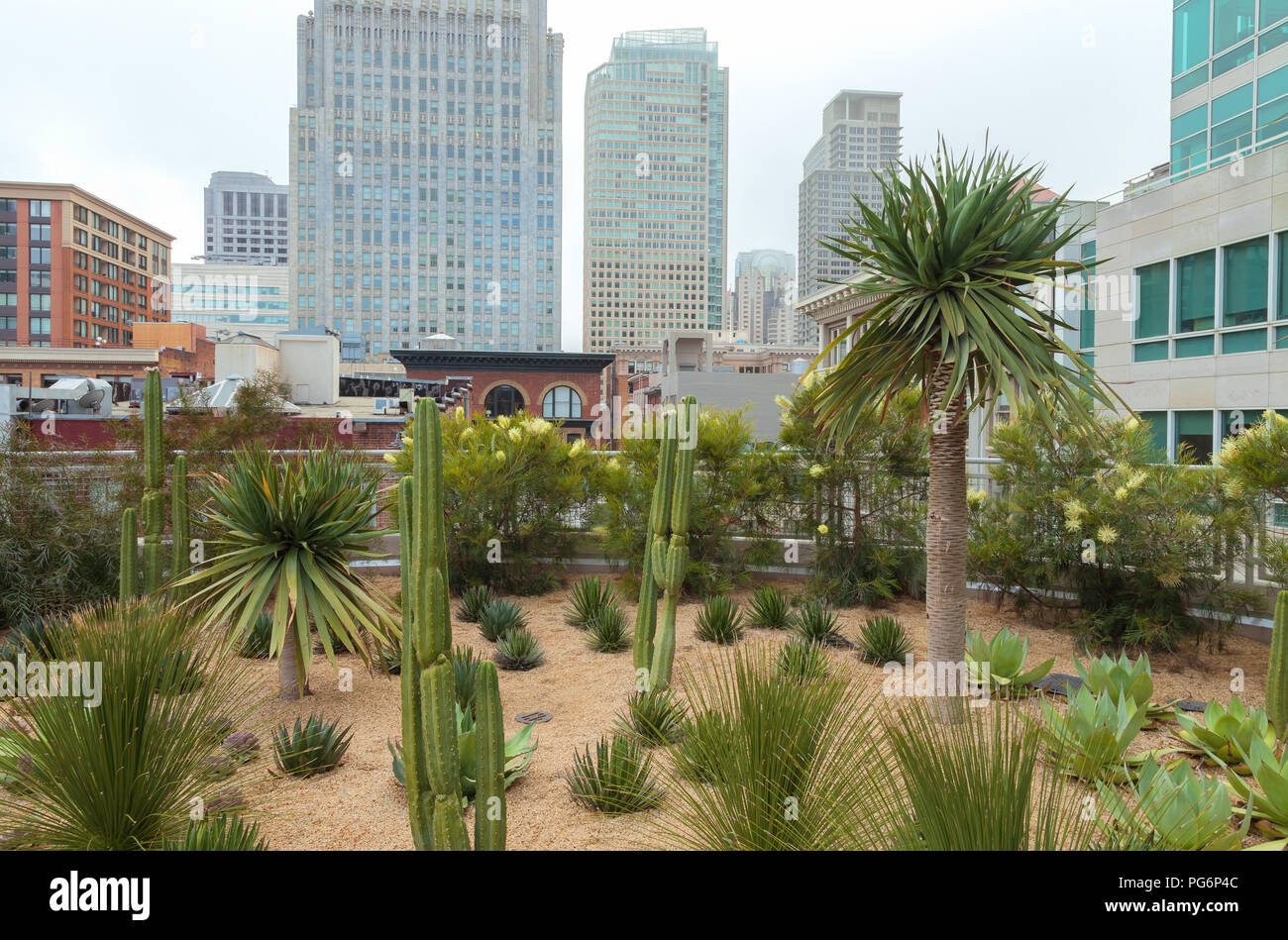 Agavi giardino nel parco panoramico a Salesforce centro di transito, con la San Francisco elevato aumento in background, California, Stati Uniti. Foto Stock