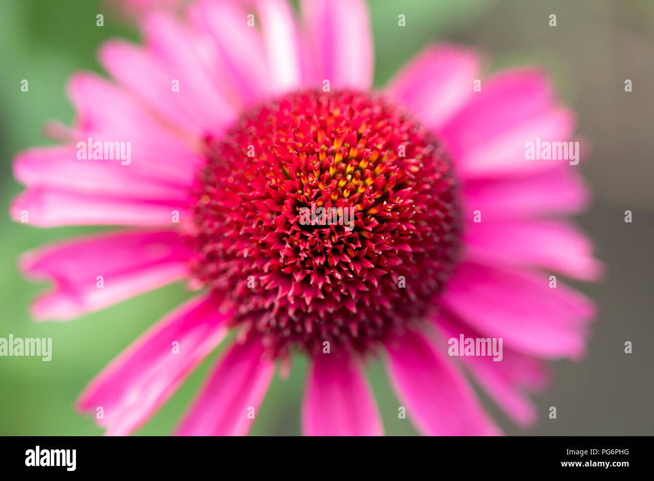 Un primo piano di un delizioso Candy coneflower (Echinacea) con petali di rosa Foto Stock