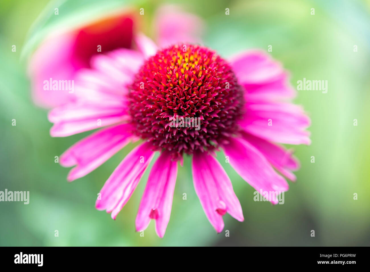 Un primo piano di un delizioso Candy coneflower (Echinacea) con petali di rosa Foto Stock