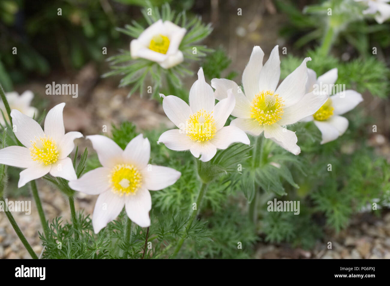 Pulsatilla vulgaris 'Perla campane'. "Pasque fiori nel giardino di roccia. Foto Stock